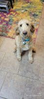 Goldendoodle Puppies for sale in Little Rock, Arkansas. price: $2,500