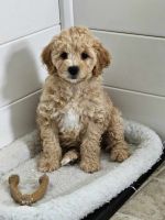 Goldendoodle Puppies for sale in Greensboro, North Carolina. price: $2,800