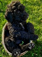 Goldendoodle Puppies for sale in 349 County Rd 400e, Seminole, TX 79360, USA. price: $1,000