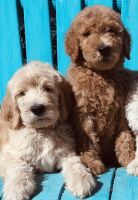 Goldendoodle Puppies for sale in Tucson, AZ, USA. price: $900