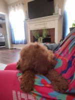 Goldendoodle Puppies for sale in Fayetteville, Georgia. price: $60,000