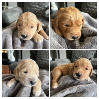 Goldendoodle Puppies for sale in Noblesville, Indiana. price: $1,500