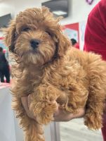 Goldendoodle Puppies for sale in Kingwood, Texas. price: NA