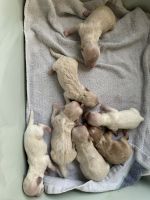 Goldendoodle Puppies for sale in Hudson, NC, USA. price: $2,500