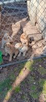 Goldendoodle Puppies for sale in Washburn, Missouri. price: $800