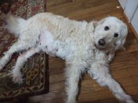 Goldendoodle Puppies for sale in Florence, Alabama. price: $1,000