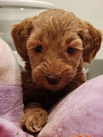 Goldendoodle Puppies for sale in Fairfax, Virginia. price: $1,500