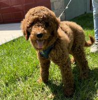 Goldendoodle Puppies for sale in Ft. Pierce, Florida. price: $2,500
