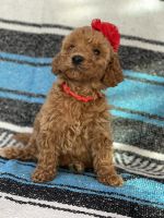 Goldendoodle Puppies for sale in Griffin, Georgia. price: $2,000