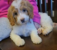 Goldendoodle Puppies for sale in Raleigh, NC, USA. price: $1,300