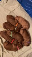 Goldendoodle Puppies for sale in Laurel, Mississippi. price: $200,000