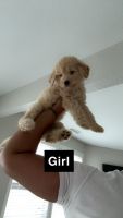 Goldendoodle Puppies for sale in Charlotte, North Carolina. price: $700