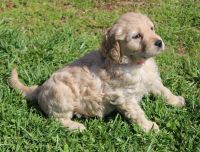 Goldendoodle Puppies for sale in Hickory, North Carolina. price: $400