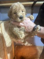 Goldendoodle Puppies for sale in Midland, MI, USA. price: $1,000