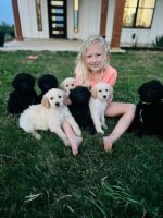 Goldendoodle Puppies for sale in Bridgeport, Texas. price: $650
