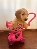 Goldendoodle Puppies for sale in East Stroudsburg, Pennsylvania. price: $500