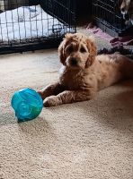 Goldendoodle Puppies for sale in Washburn, Missouri. price: $600