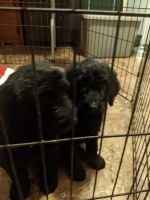 Goldendoodle Puppies for sale in Moutaintop, Pennsylvania. price: $800