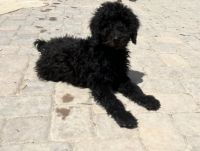 Goldendoodle Puppies for sale in Pahrump, Nevada. price: $700