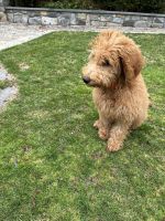 Goldendoodle Puppies for sale in Norwalk, Connecticut. price: $800