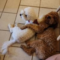 Goldendoodle Puppies for sale in Round Rock, Texas. price: $2,500