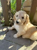 Goldendoodle Puppies for sale in Ephrata, PA 17522, USA. price: $800