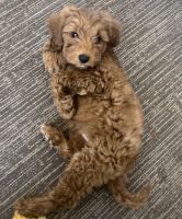 Goldendoodle Puppies for sale in Panama City, Florida. price: $1,500