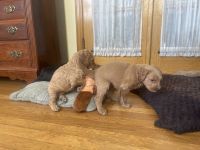 Goldendoodle Puppies for sale in Belleville, New Jersey. price: $600
