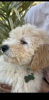 Goldendoodle Puppies for sale in Sarasota, Florida. price: $700