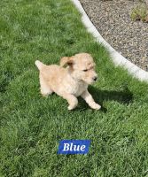 Goldendoodle Puppies for sale in Eagle, Idaho. price: $1,400