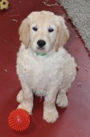 Goldendoodle Puppies for sale in Hickory, North Carolina. price: $400
