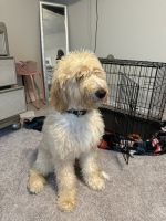 Goldendoodle Puppies for sale in Waxahachie, Texas. price: $300
