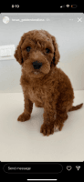 Goldendoodle Puppies for sale in Eagle Pass, Texas. price: $1,500