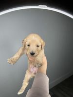 Goldendoodle Puppies for sale in Camarillo, California. price: $1,600