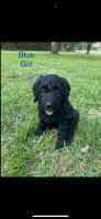 Goldendoodle Puppies for sale in Dunnellon, Florida. price: $1,000