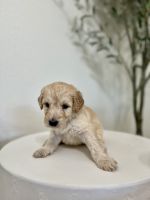 Goldendoodle Puppies for sale in Sacramento, California. price: $800
