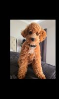 Goldendoodle Puppies for sale in Mount Juliet, Tennessee. price: $400