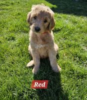 Goldendoodle Puppies for sale in Eagle, Idaho. price: $1,400