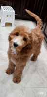 Goldendoodle Puppies for sale in Chandler, Arizona. price: $800