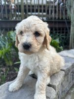 Goldendoodle Puppies for sale in Ephrata, PA 17522, USA. price: $800