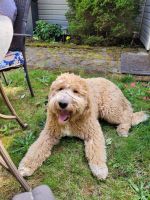 Goldendoodle Puppies for sale in Bremeton, Washington. price: $1,100