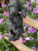 Goldendoodle Puppies for sale in Kissimmee, FL 34758, USA. price: $1,300