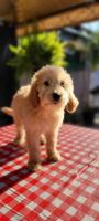 Goldendoodle standard