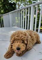 Goldendoodle Puppies for sale in Lake Worth, Florida. price: $1,595