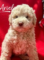 Goldendoodle Puppies for sale in Chesterfield, Missouri. price: $2,000