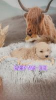 Goldendoodle Puppies for sale in Springfield, Missouri. price: NA