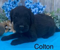 Goldendoodle Puppies for sale in Miami, Oklahoma. price: $600