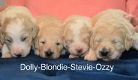 Goldendoodle Puppies for sale in Raleigh, North Carolina. price: $2,000