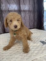 Goldendoodle Puppies for sale in Hollywood, FL 33024, USA. price: $1,500
