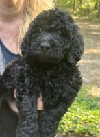 Goldendoodle Puppies for sale in High Springs, Florida. price: $2,000